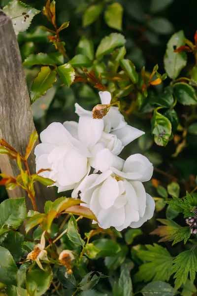 Beyaz Bir Gülün Yaprakları Taze Bahçe Çiçekleri — Stok fotoğraf