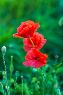 Haşhaş çiçeği veya papaver rhoeas haşhaş bitkisi.