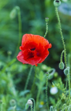 Haşhaş çiçeği veya papaver rhoeas haşhaş bitkisi.