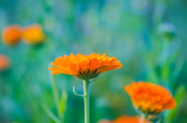 Calendula çiçekleri. Calendula officinalis, marigold, ruddles. Tıbbi tesis.