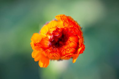 Calendula çiçekleri. Calendula officinalis, marigold, ruddles. Tıbbi tesis.