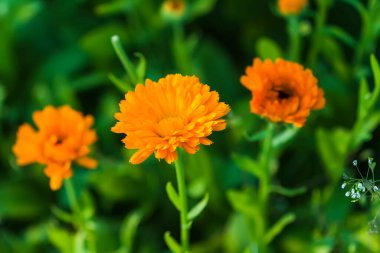 Calendula çiçekleri. Calendula officinalis, marigold, ruddles. Tıbbi tesis.