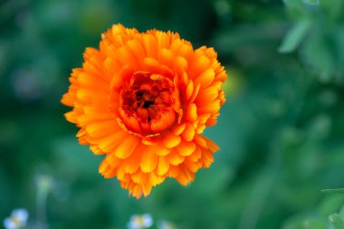 Calendula çiçekleri. Calendula officinalis, marigold, ruddles. Tıbbi tesis.