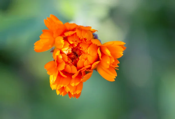 Flores Calêndula Calêndula Officinalis Calêndula Babados Instalação Médica — Fotografia de Stock