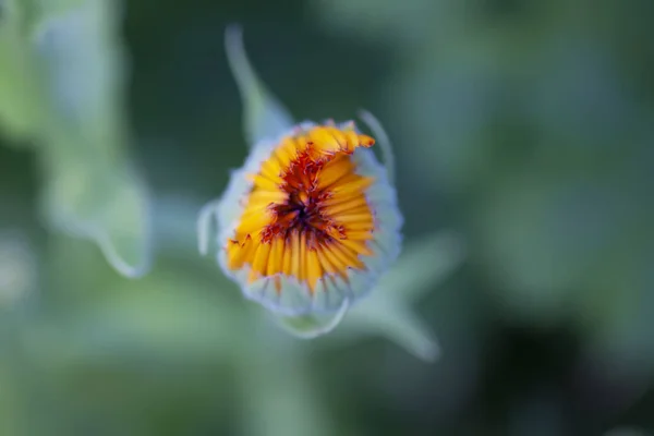 Calendula Blüht Calendula Officinalis Ringelblume Röhrling Medizinische Pflanze — Stockfoto