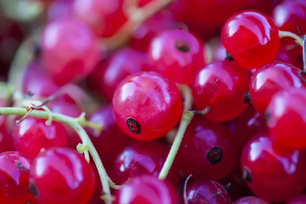 Bär Röda Vinbär Närbild Röda Mogna Bär Livsmedelsingredienser Sommarsäsongen — Stockfoto