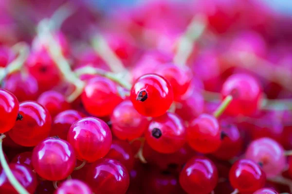 Berries Red Currant Close Red Ripe Berries Food Ingredients Summer — Stock Photo, Image
