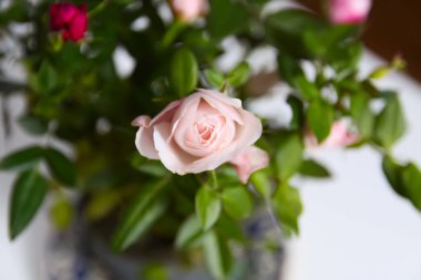 Beyaz gül çiçeği. Yaklaş..