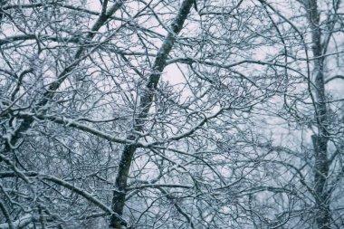 Kış ormanında karla kaplı ağaçlar. Bulanık doğa arkaplanı.