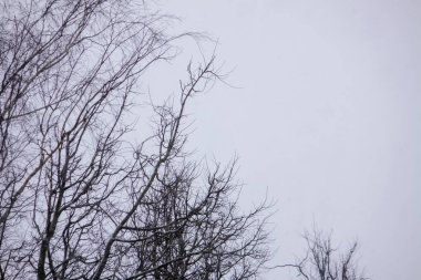 Kış ormanında karla kaplı ağaçlar. Bulanık doğa arkaplanı.