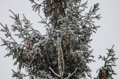 Kış ormanında karla kaplı çam ağaçları.