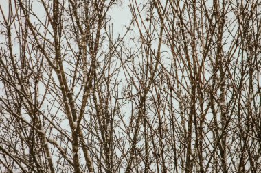 Kış ormanında karla kaplı ağaçlar. Bulanık doğa arkaplanı.