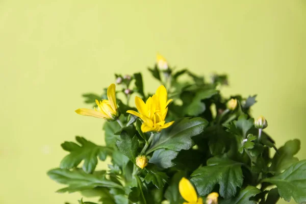 Цветы Жёлтой Хризантемы Горшке — стоковое фото