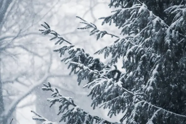 Kış Ormanında Karla Kaplı Çam Ağaçları — Stok fotoğraf