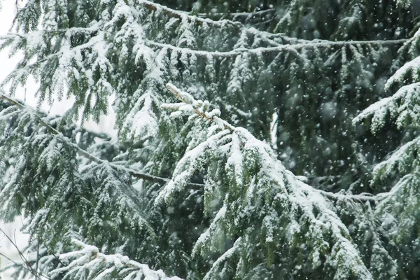 Kış Ormanında Karla Kaplı Çam Ağaçları — Stok fotoğraf