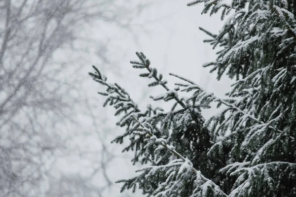 Havas Lucfenyő Téli Erdőben — Stock Fotó