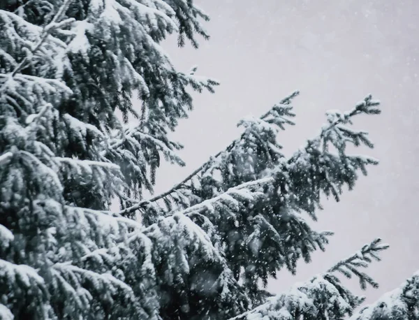 Schneebedeckte Fichten Winterwald — Stockfoto