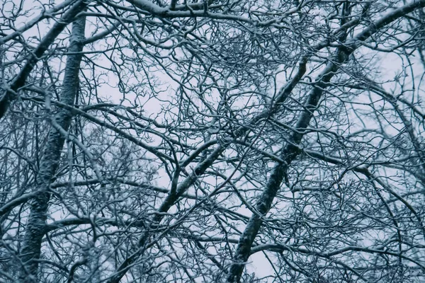 Met Sneeuw Bedekte Bomen Het Winterbos Wazige Natuur Achtergrond — Stockfoto