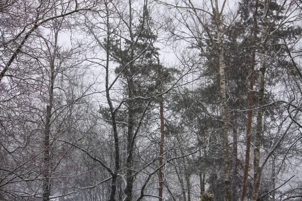 Hóval Borított Fák Téli Erdőben Homályos Természet Háttér — Stock Fotó