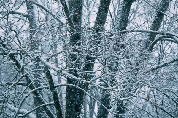 Kış Ormanında Karla Kaplı Ağaçlar Bulanık Doğa Arkaplanı — Stok fotoğraf