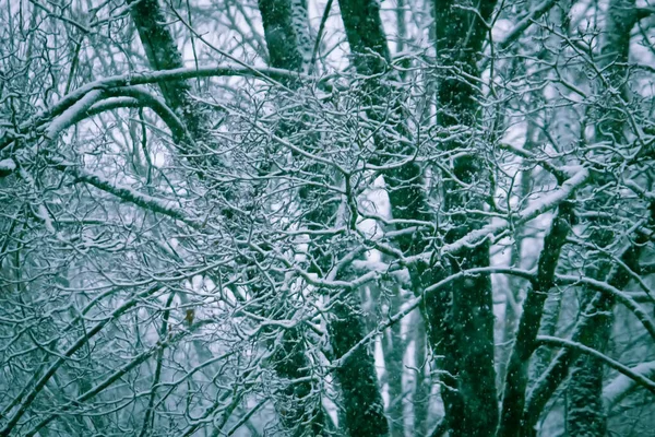 Schneebedeckte Bäume Winterwald Unklarer Hintergrund Der Natur — Stockfoto