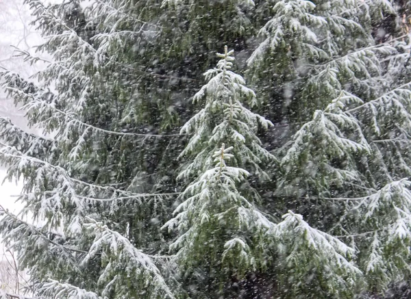 Świerki Pokryte Śniegiem Lesie Zimowym — Zdjęcie stockowe