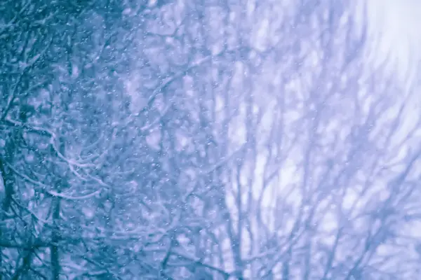 焦点を当てた背景をぼかした 冬の自然背景 — ストック写真