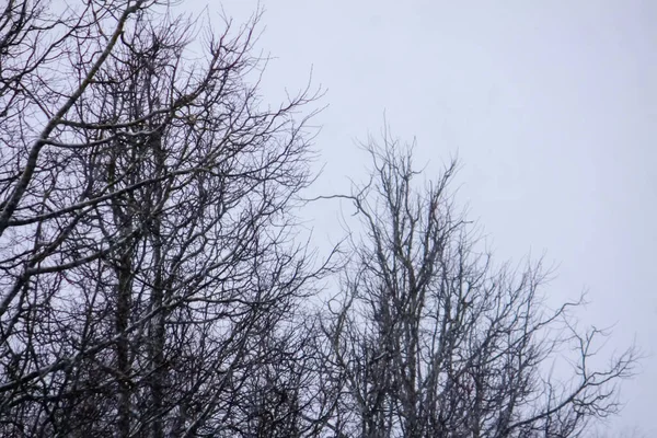 冬季森林里覆盖着白雪的树木 模糊的自然背景 — 图库照片