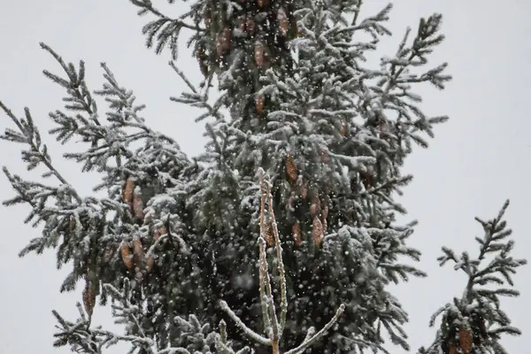 stock image Snow-covered spruce trees in winter forest.