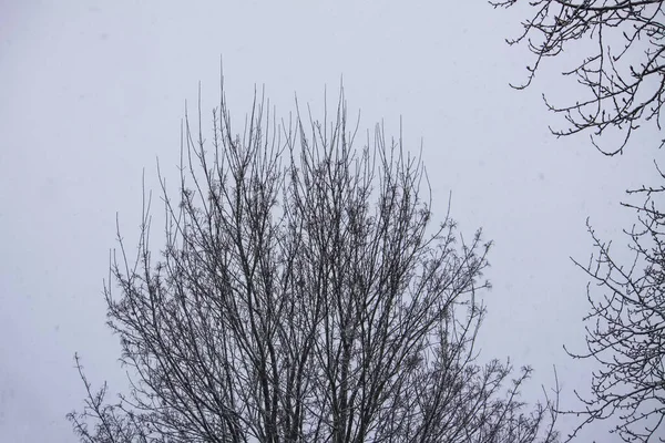 Kış Ormanında Karla Kaplı Ağaçlar Bulanık Doğa Arkaplanı — Stok fotoğraf
