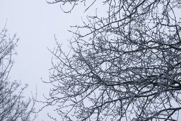 Met Sneeuw Bedekte Bomen Het Winterbos Wazige Natuur Achtergrond — Stockfoto
