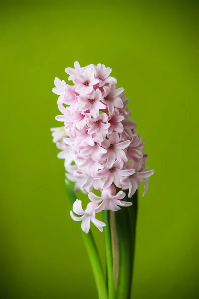 Vacker Krukväxt Rosa Hyacint Blomma Heminredning — Stockfoto