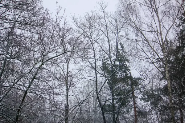 Χιονισμένα Δέντρα Στο Χειμερινό Δάσος Θολή Φύση Φόντο — Φωτογραφία Αρχείου