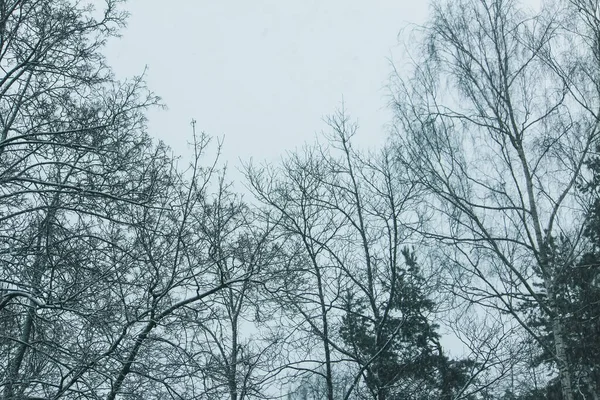 Schneebedeckte Bäume Winterwald Unklarer Hintergrund Der Natur — Stockfoto