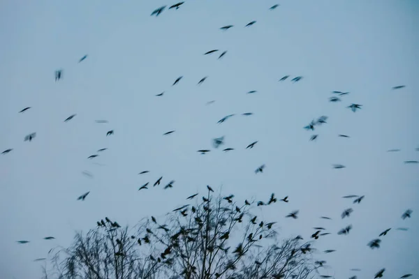 Boomtoppen Wilde Vogels Bewolkte Lucht Achtergrond — Stockfoto