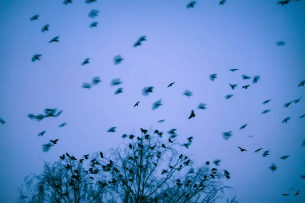 Bulutlu Gökyüzünde Ağaç Tepeleri Vahşi Kuşlar — Stok fotoğraf