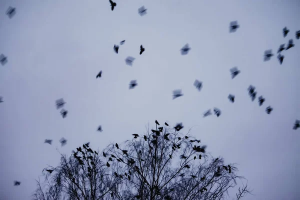 Верхушки Деревьев Дикие Птицы Фоне Облаков — стоковое фото