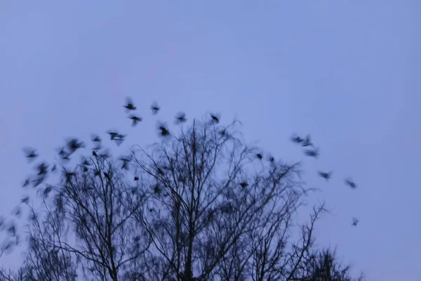Bulutlu Gökyüzünde Ağaç Tepeleri Vahşi Kuşlar — Stok fotoğraf