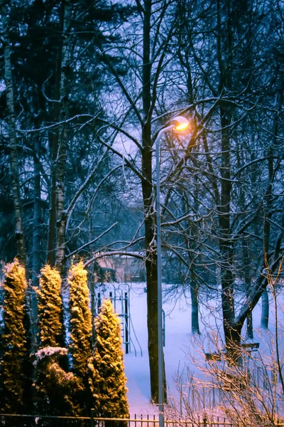 Ночь Аллее Городского Парка Фонарь Фоне Заснеженных Деревьев — стоковое фото