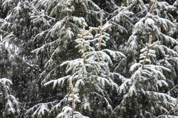 Snow Covered Spruce Trees Winter Forest Stock Photo