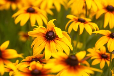 Bahçedeki siyah gözlü Susan. Sarı Rudbeckia papatya çiçekleri.