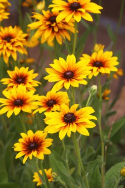 Bahçedeki siyah gözlü Susan. Sarı Rudbeckia papatya çiçekleri.