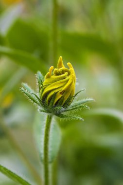 Bahçedeki siyah gözlü Susan. Sarı Rudbeckia papatya çiçekleri.