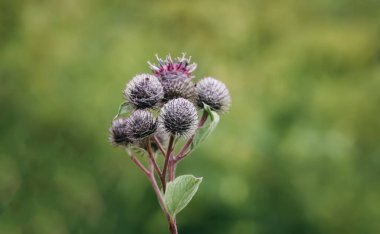 Daha büyük burdock ya da yenilebilir burdock. Arctium lappa bitkisi.