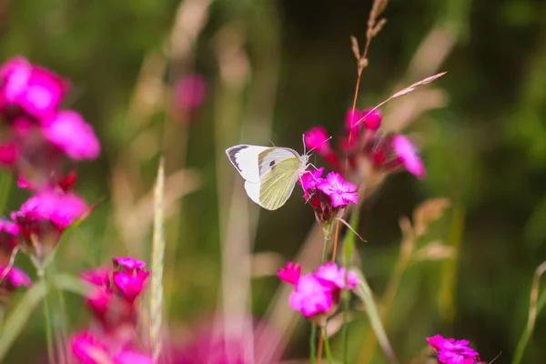 Weißer Schmetterling Auf Wildblumen Fauna Freier Natur — Stockfoto