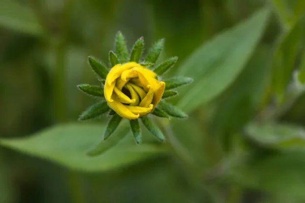 Black Eyed Susan Garden Yellow Rudbeckia Daisy Flowers — Stock Photo, Image