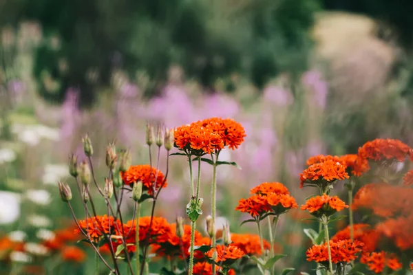 Çiçek mevsiminde Lychnis Chalcedonica çiçekleri.