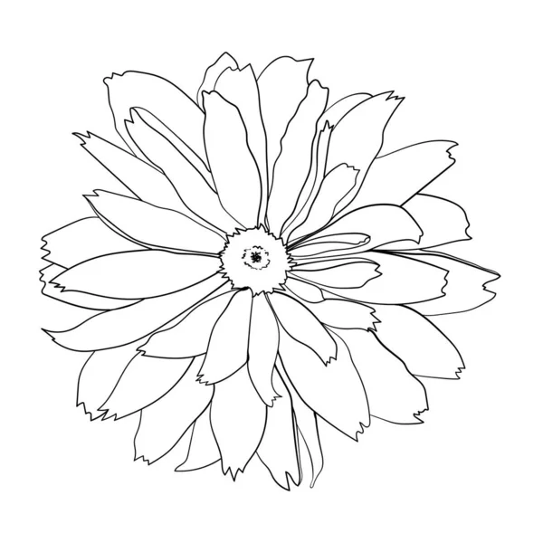 Садова Квітка Векторні Ілюстрації Ботанічний Малюнок Квітучої Рослини Ескіз Контурного — стоковий вектор
