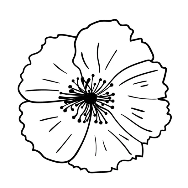 Kwiat Ogrodowy Ilustracja Wektora Rysunek Botaniczny Rośliny Kwitnącej — Wektor stockowy