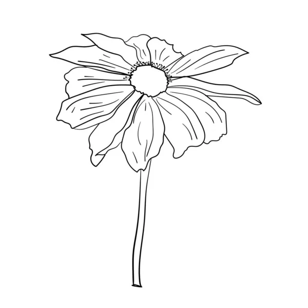 Fleurs Jardin Illustration Vectorielle Dessin Botanique Plante Fleurs — Image vectorielle